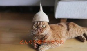 Des chapeaux pour chats fait en poils de chats