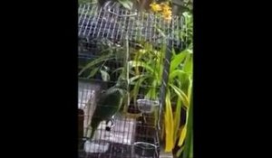Aux Philippines, un perroquet reprend Chandelier de Sia