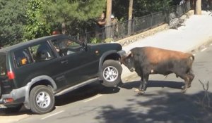 Espagne un taureau défonce un 4×4 en pleine rue