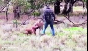 Un homme frappe un kangourou pour sauver son chien