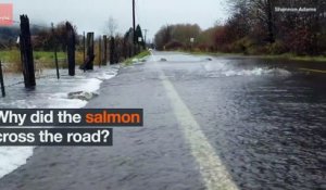 Des saumons traversent une route inondée en nageant !