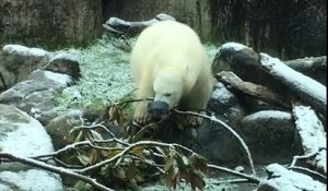 Un ours polaire découvre la neige pour la première fois