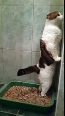 Ce Chat Fait Caca En Se Tenant Debout Contre Le Mur Sur Orange Videos