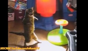 Un Gros Chat Contre Un Petit Chien Zap Sur Orange Vidéos