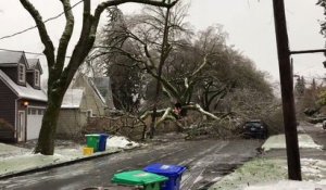 Un arbre s'écroule subitement sur une maison suite à une tempête !