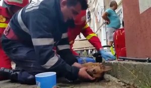 Un pompier sauve un chien en lui faisant du bouche-à-bouche
