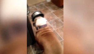 Ce chien affamé prend tout les risques pour apporter sa gamelle à son maitre... A l'aveugle!