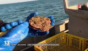 Saint-Malo : ils pêchent la coquille Saint-Jacques en douceur en plongeant