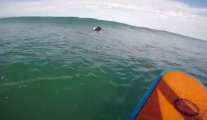 Un phoque vient squatter sur la planche d’un surfeur