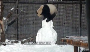 Destruction d'un bonhomme de neige par un panda ! Adorable