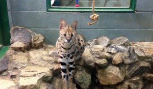 Un serval attaque les visiteurs d'un zoo en train de le filmer