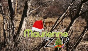 Maurienne Zap # 316