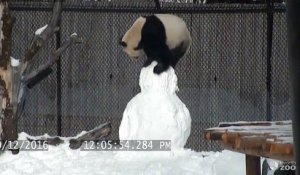 Un panda géant s'en prend à un bonhomme de neige