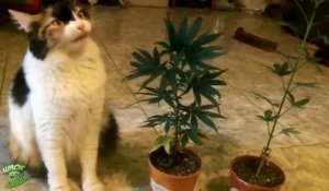 Quand ton chat bouffe tes pieds de Cannabis... Regardez sa tête!