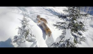 Cinématographié dans la neige par un drone, le tigre de Sibérie reste très fascinant !