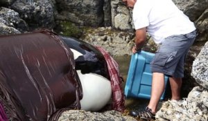 Sauvetage d'une baleine échouée dans les rochers pendant la marée basse