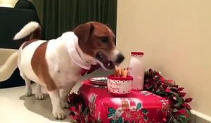 Un chien prépare un diner pour le père Noël !