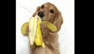 Un chien mange une banane comme un humain