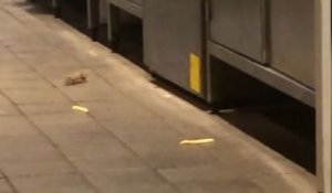 Australie : Une famille de souris se balade en toute tranquillité dans un McDonalds !