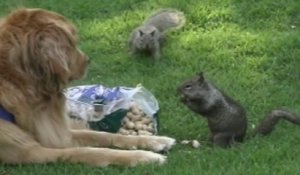 Des écureuils tellement drole - Compilation d'animaux marrant