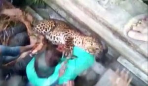 Man injured as leopard escapes netting in India