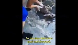 Elle parvient à ranimer un faon tombé dans sa piscine grâce aux gestes de premier secours