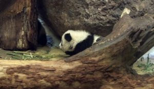 Première apparition publique des pandas jumeaux du zoo de Vienne