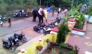 Un éléphant fou de rage détruit tout sur son passage