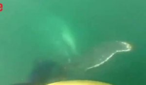 Une famille chilienne sauve une baleine coincée dans un filet de pêche