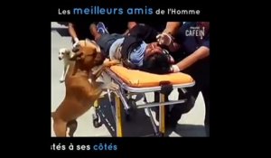 Des chiens soutiennent leur propriétaire après qu'il se soit blessé