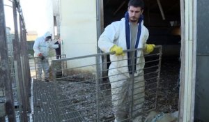 Grippe aviaire: l'abattage des canards se poursuit dans le Gers