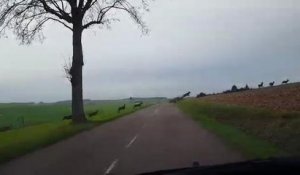 [VIDEO] Une horde de dizaines et de dizaines de cerfs et de biches près de...