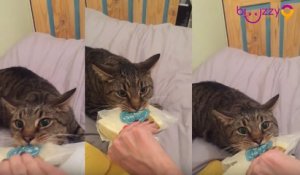 Ce chaton ne veut pas renoncer à son fromage.
