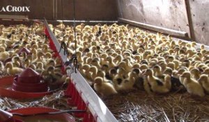 La production de foie gras en France en 15 chiffres