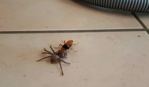 Guêpe vs Araignée géante
