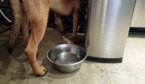 Quand son chien s'arrête et refuse de bouger, c'est pour l’avertir d’un danger imminent