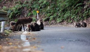 Le cas rare d’un «rapport sexuel» entre un singe et une biche filmé au Japon