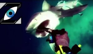 [Zap Télé] Attaqué par un requin ! (11/01/17)
