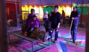 Un tigre immobilisé pour la pose photo (Chine)