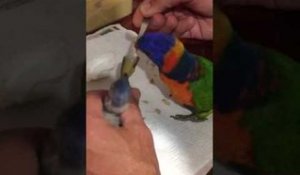 Un oiseau tente d'aider à nourrir un bébé oiseau