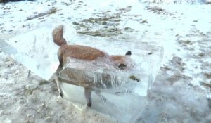 Un renard piégé dans la glace