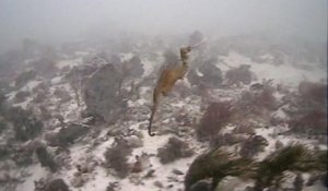First footage of a new species of seadragon alive in the wild