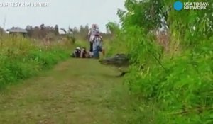 Un alligator géant observé dans une réserve naturelle en Floride
