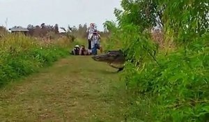 Un alligator géant traverse la route devant des touristes !