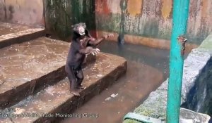 Des ours squelettiques supplient les visiteurs pour de la nourriture dans un zoo indonésien