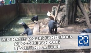 Les images d'ours faméliques au zoo de Bandung révoltent la Toile