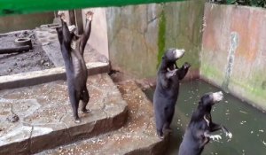 Cette vidéo d'ours affamés en captivité dans un zoo indonésien a suscité l'indignation