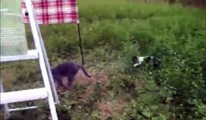 Un chien et un chat font un cache-cache dans les herbes hautes !