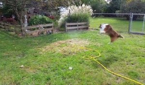 Un chien adore jouer avec des jets d'eau !