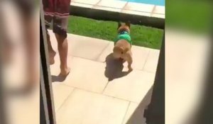 Ce chien adore jouer avec son propriétaire dans la piscine !